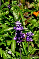 Salvia farinacea 'Evolution'